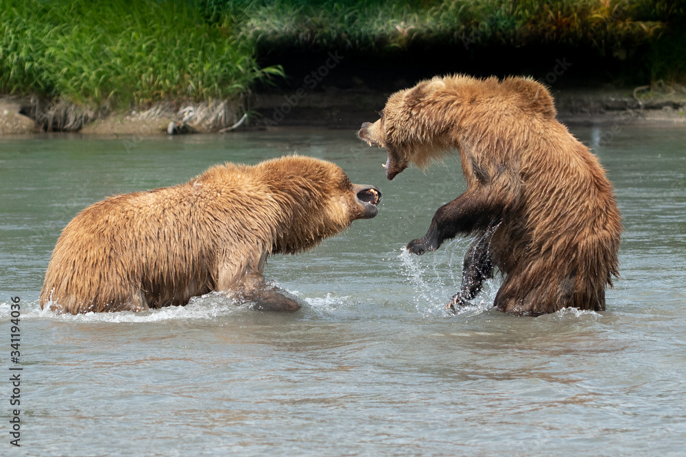 Fototapeta premium Ruling the landscape, brown bears of Kamchatka (Ursus arctos beringianus)