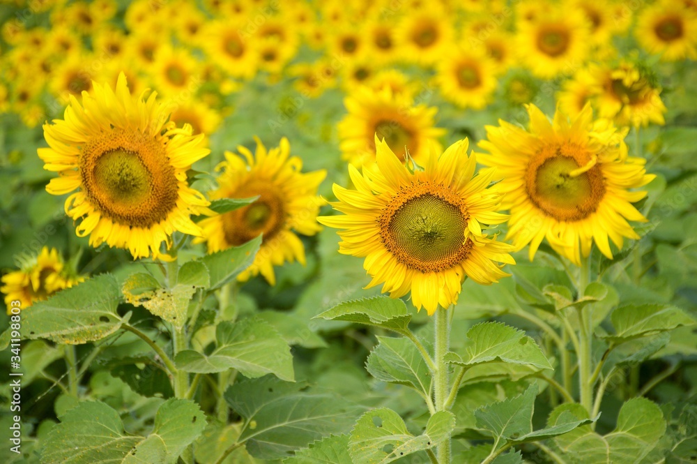 yellow sunflower in nature garden