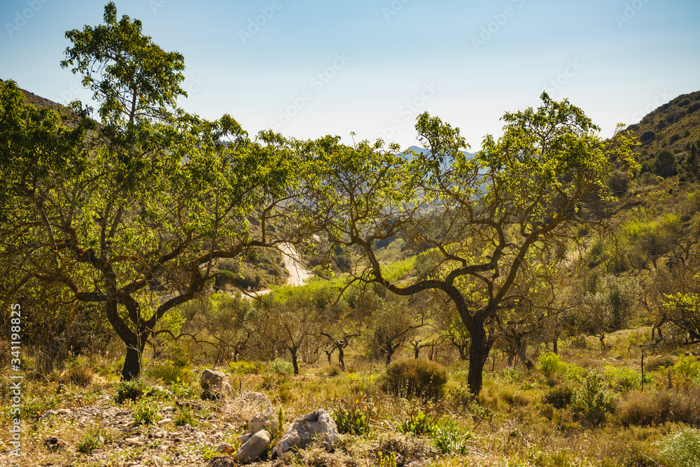 Olive trees in Spain