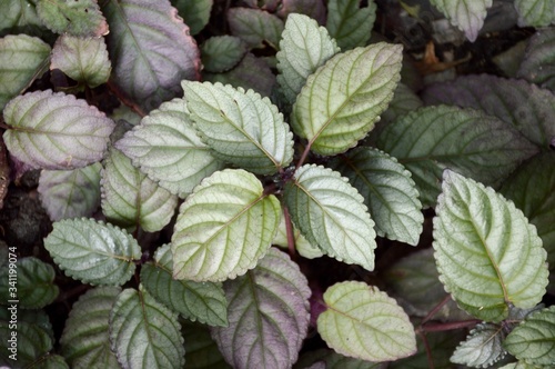 fresh hemigraphis alternata plant in nature garden