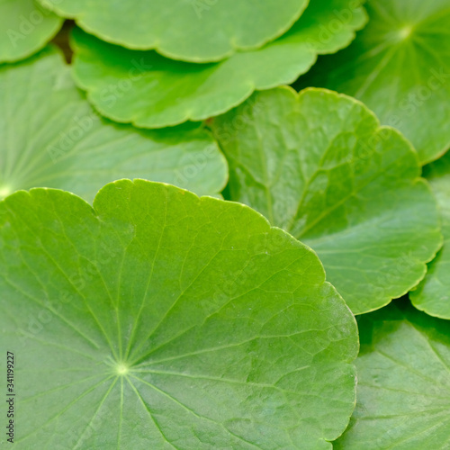 Closeup leaf of Gotu kola  Asiatic pennywort  Indian pennywort on white background  herb and medical concept  selective focus 
