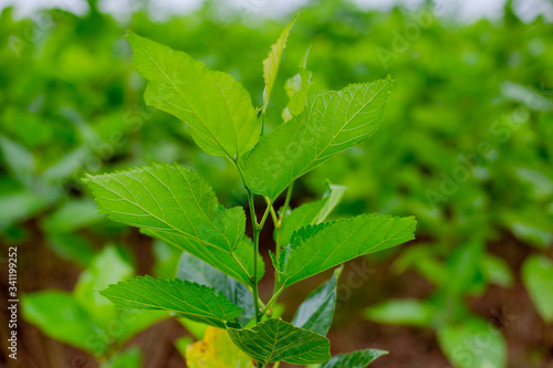 Wallpaper Mural white mulberry tree in farm Torontodigital.ca