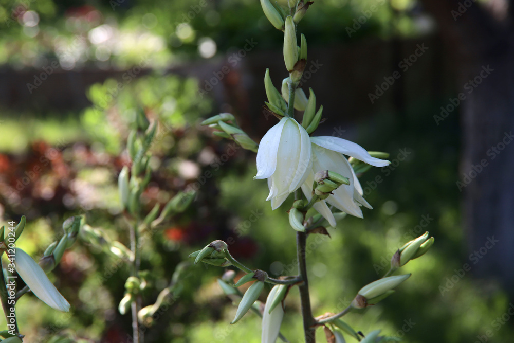Flowers. Blurred background of flowers. Beautiful white inflorescence of yucca on a sunny day in the garden. Close-up, blur, cropped shot, free space, horizontal. Concept of floriculture. Flowers. Blurred background of flowers. Beautiful white inflorescence of yucca on a sunny day in the garden. Close-up, blur, cropped shot, free space, horizontal. Concept of floriculture.