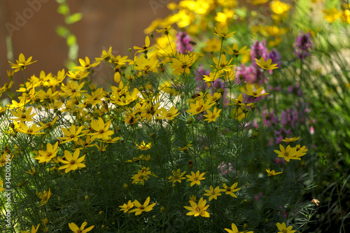 Blurred background of yellow flowers. Beautiful variegated yellow flowers of Coreopsis on a sunny day in the garden. Close-up  blur  cropped shot  free space. Floriculture concept.