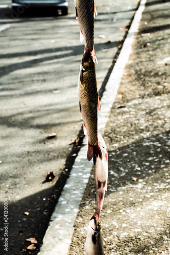 Fresh fish hanging on a rope on a tree. Sale of products on the street. The fisherman pulled the prey from the river. Spring. Day. Georgia.