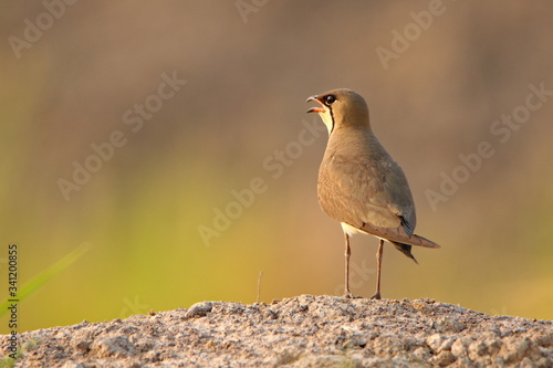 Bird on the ground