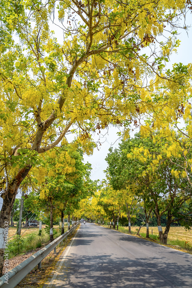  Golden shower trees (Cassia fistula) blooming between the streets of rural Thailand..
