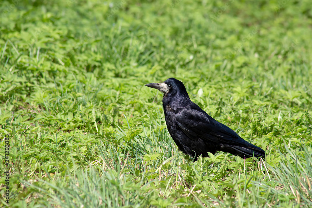 Beautiful, black rook bird on the green grass. Beautiful, black rook bird on the green grass.
