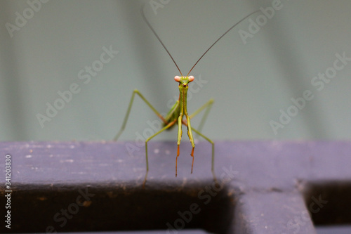 close up of a bright green introduced species of praying mantis insect climbing on the metal railing in a garden in Australia hunting for prey, facing the camera.