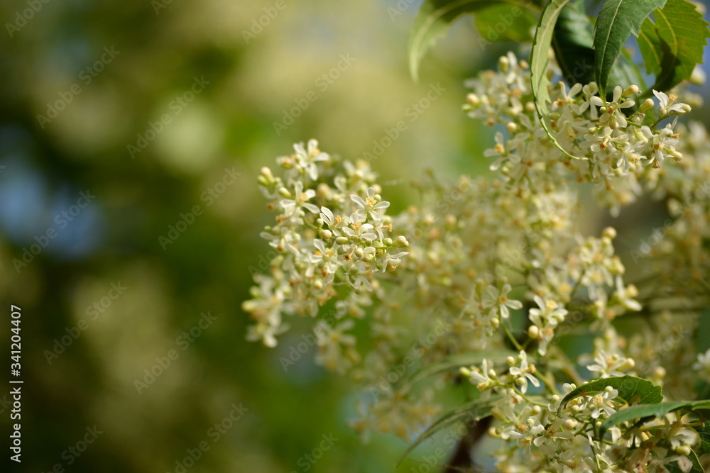 Medicinal ayurvedic azadirachta indica or Neem leaves and flowers. Very powerful Indian medicinal tree. Medicinal ayurvedic azadirachta indica or Neem leaves and flowers. Very powerful Indian medicinal tree.
