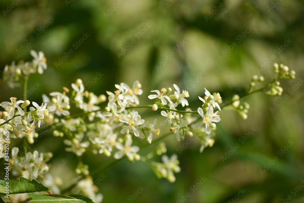 Medicinal ayurvedic azadirachta indica or Neem leaves and flowers. Very powerful Indian medicinal tree. Medicinal ayurvedic azadirachta indica or Neem leaves and flowers. Very powerful Indian medicinal tree.
