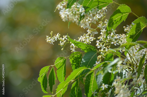 Medicinal ayurvedic azadirachta indica or Neem leaves and flowers. Very powerful Indian medicinal tree.