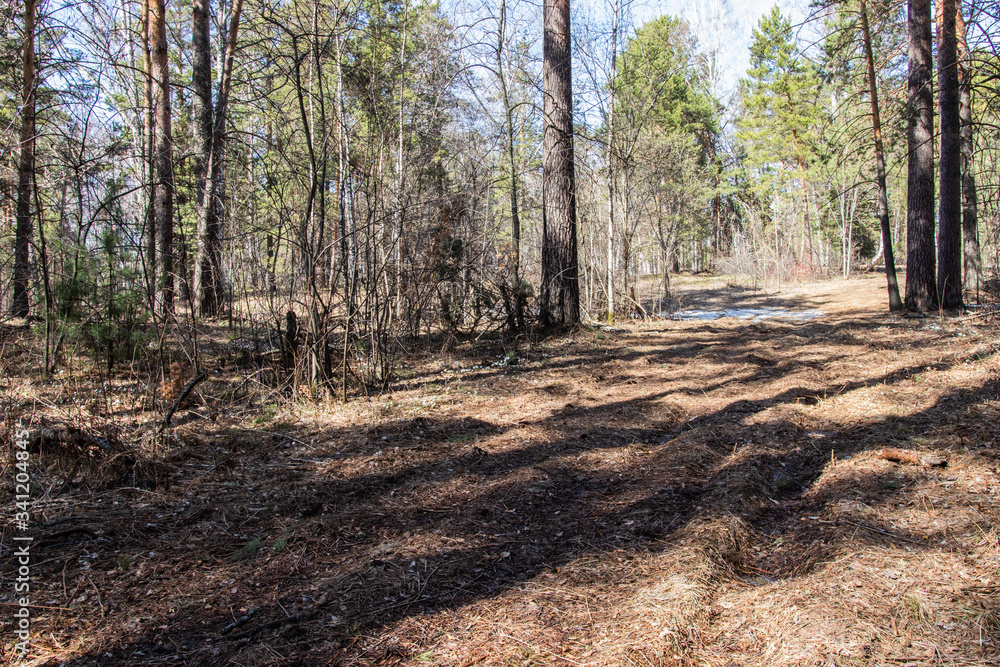 road in the coniferous forest in early spring road in the coniferous forest in early spring