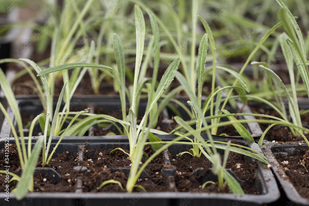 Fototapeta premium young green seedlings for planting