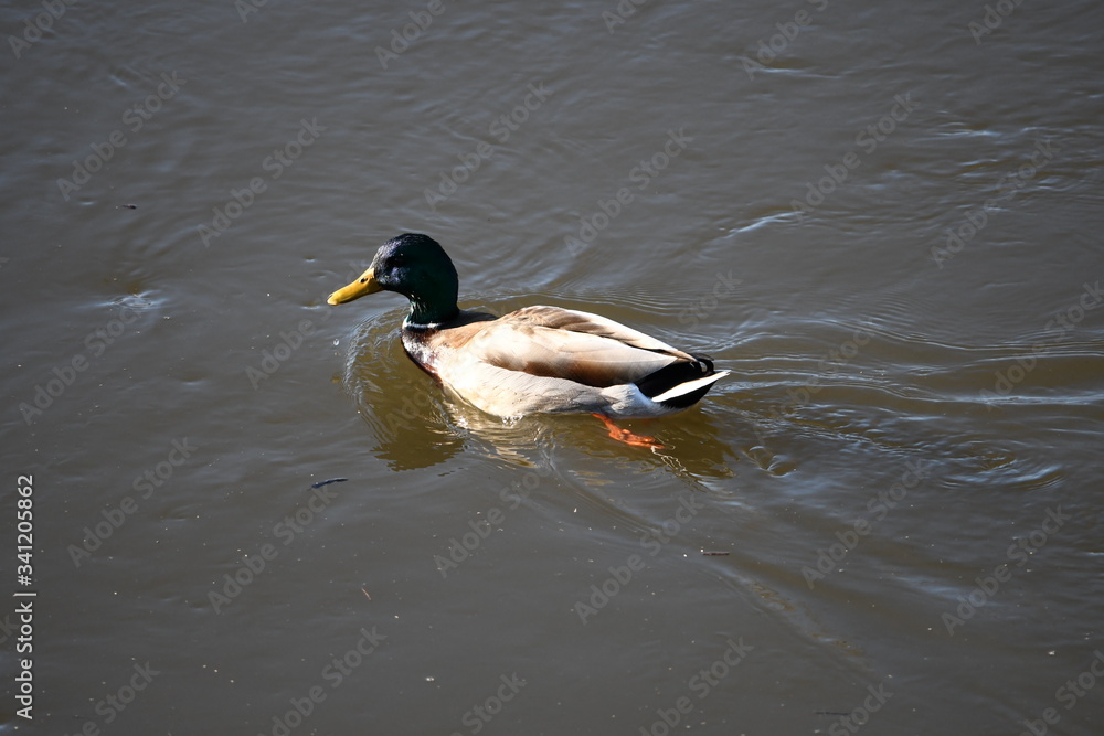 duck on the lake