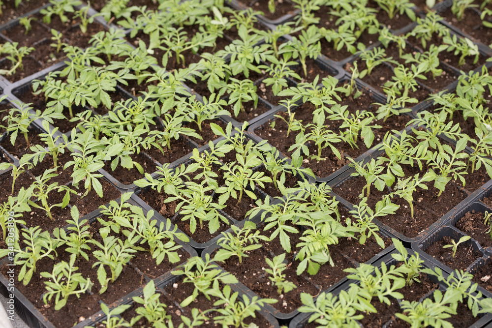 young green seedlings for planting young green seedlings for planting