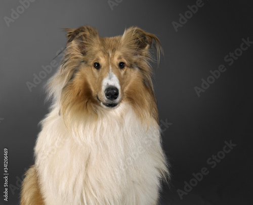 Rough Collie dog portrait