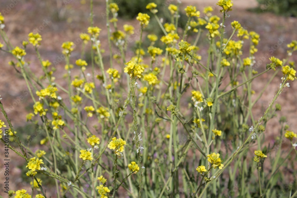 Native to the Mediterranean Basin, Short Pod Mustard, Hirschfeldia Incana, has been introduced to the Southern Mojave Desert, and is invasive in Pioneertown Mountains Preserve.