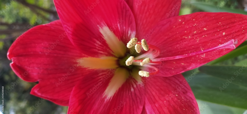 red hibiscus flower red hibiscus flower