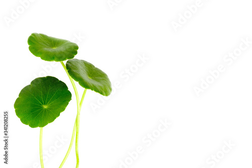 Group of Gotu kola leaves with water drops isolated on white background.