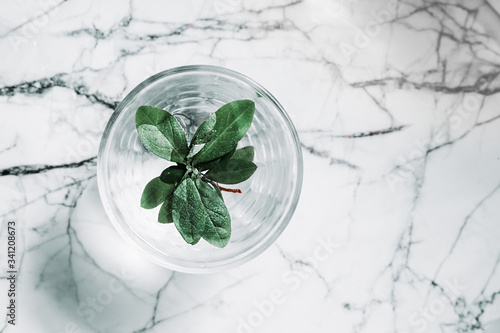 transparent glass of water with greenery on the marble surface.