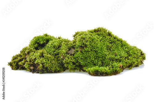 Green moss isolated on white background