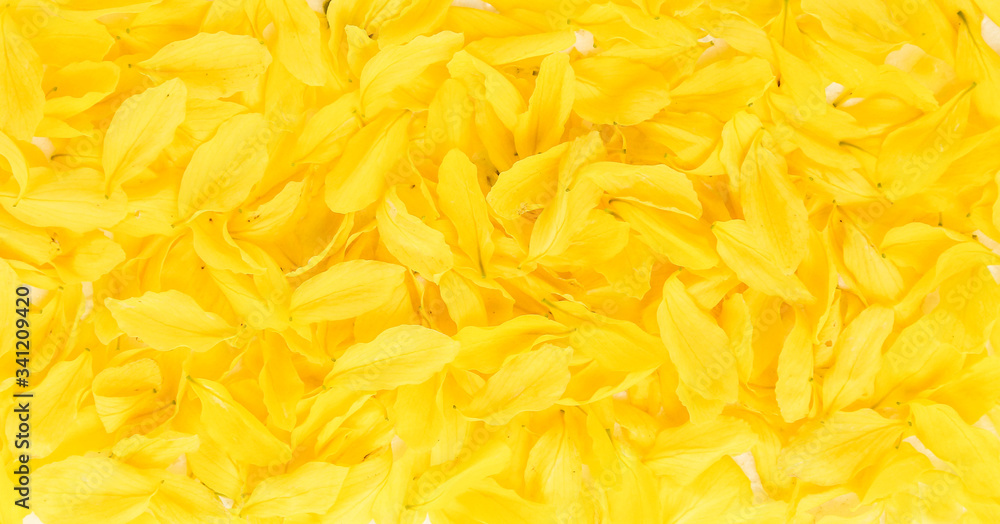 Cassia fistula flower yellow background. yellow flowers. Cassia fistula flower yellow background. yellow flowers.