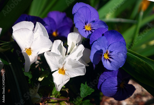 Purple and white pansy flowers in public park.Close up.