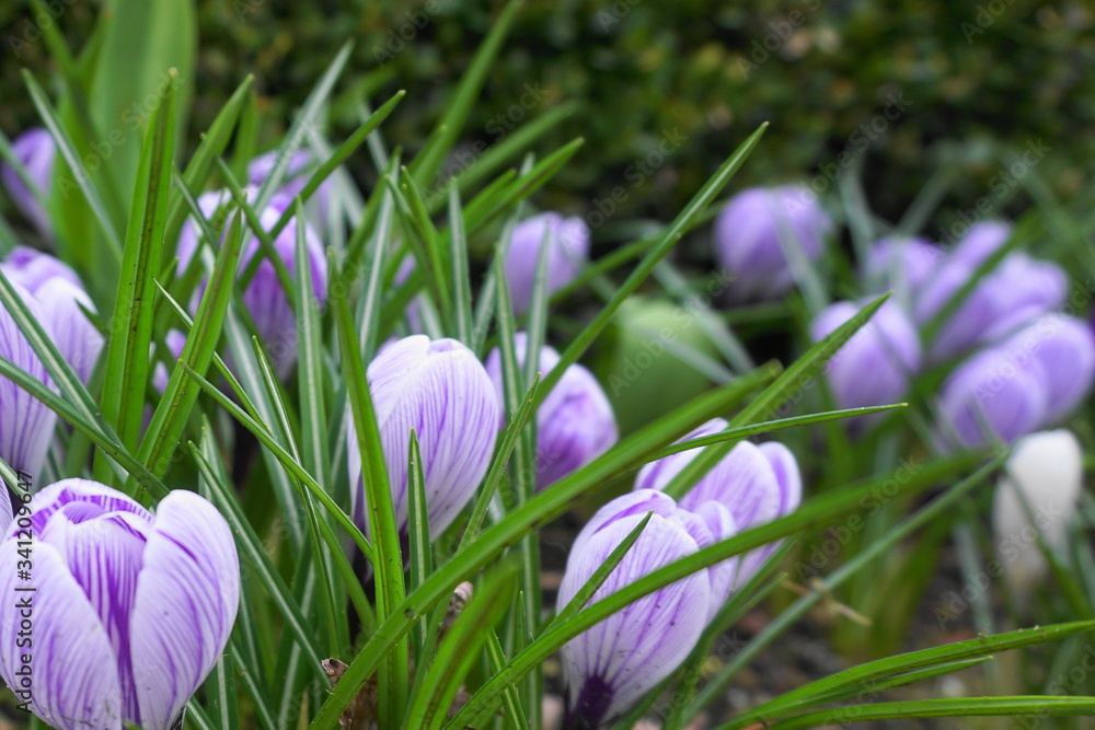 Vivid and attractive crocus flowers in the garden close up. 