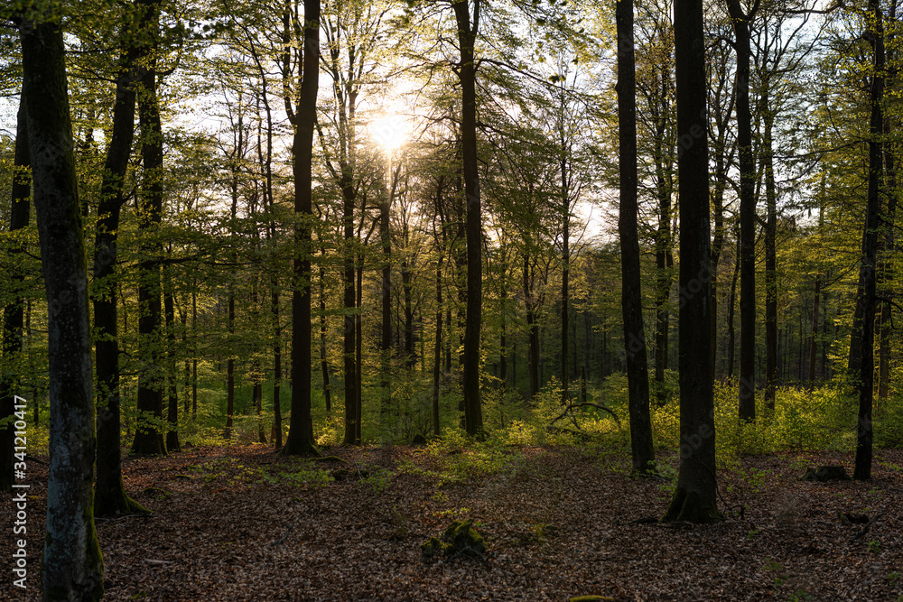 Wald Wald