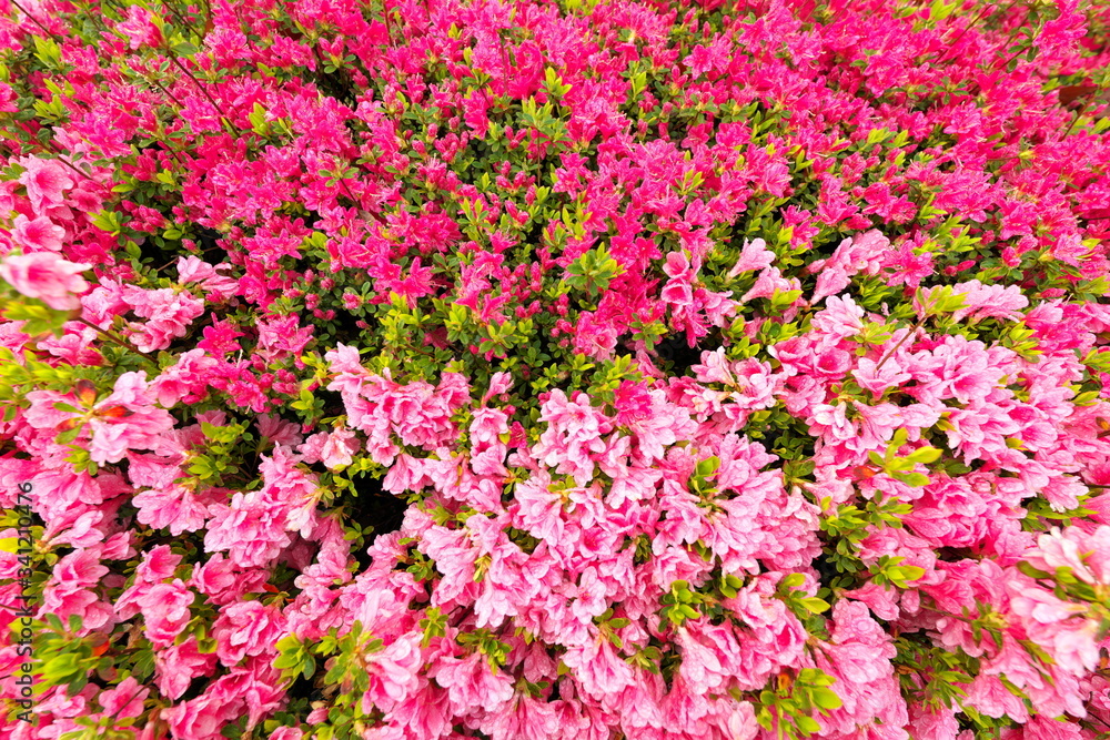 Tokyo,Japan-April 21, 2020: Azalea or Rhododendron in full bloom in spring
Tokyo,Japan-April 21, 2020: Azalea or Rhododendron in full bloom in spring
