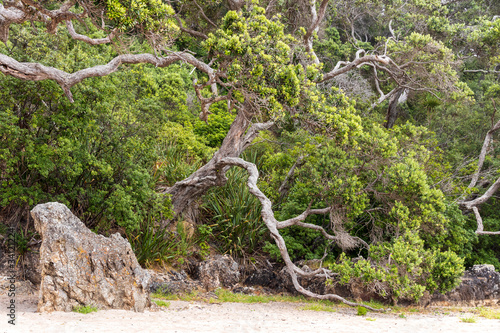 Trees at Cooks beach  at Purangi in New Zealand photo