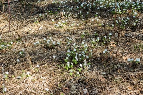 Snowdrops grow in a mixed forest. early spring