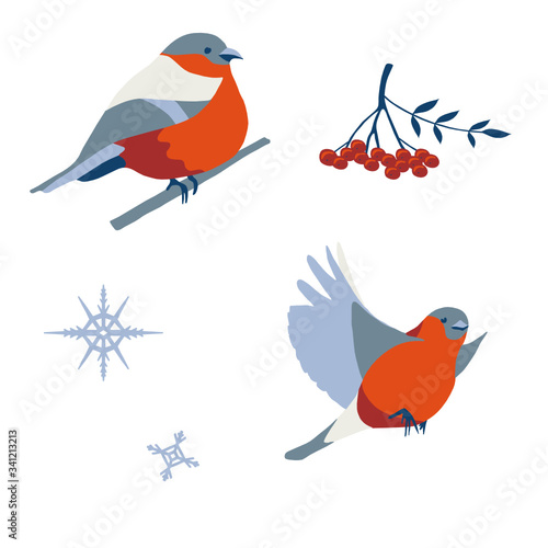 Vector illustration set with bullfinch and plant parts