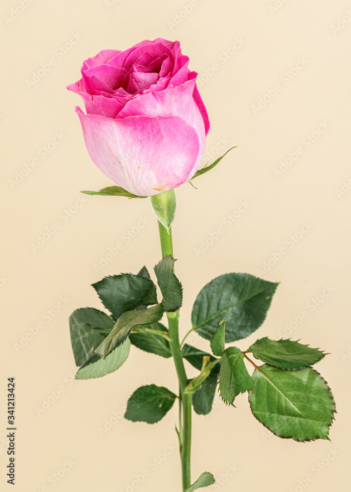 Obraz premium Blooming pink rose flower