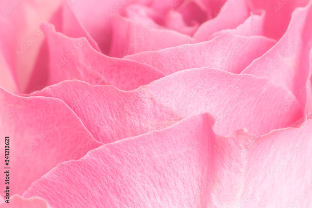 Pink rose petals macro photography background.