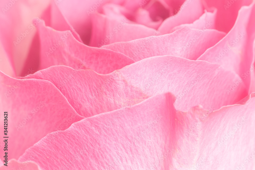 Pink rose petals macro photography background. Pink rose petals macro photography background.