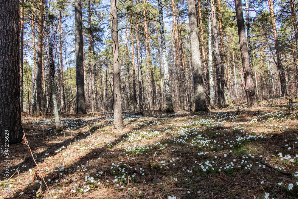 Snowdrops grow in a mixed forest. early spring Snowdrops grow in a mixed forest. early spring