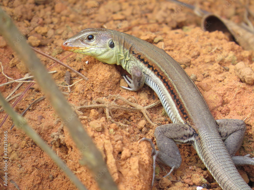 Naklejka premium Lizard Cuba