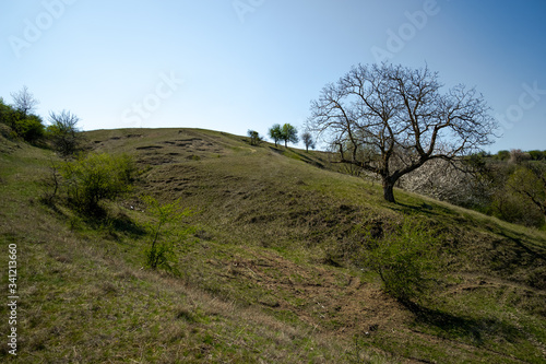 landscape with trees