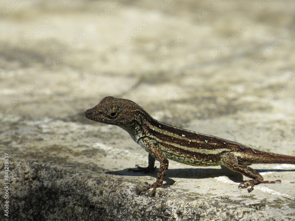 Lizard Cuba Lizard Cuba