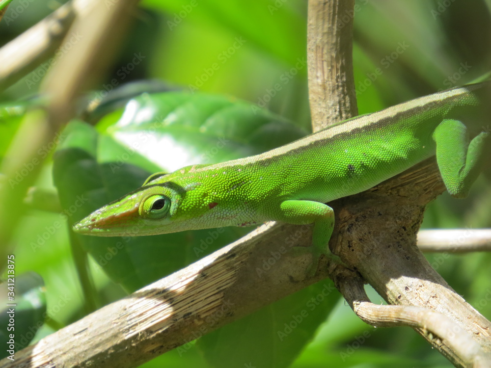 Lizard Cuba