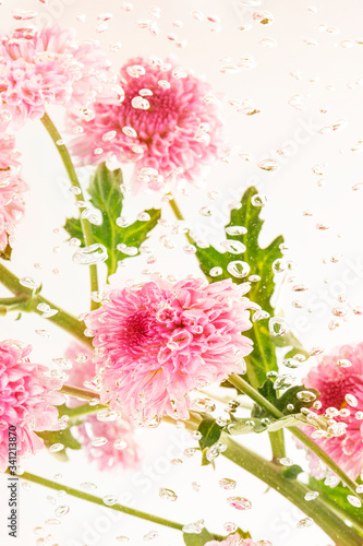 Pink fresh chrysanthemum flowers and leaves in water with air bubbles