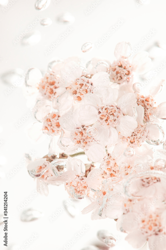 Obraz White yarrow flowers in bubbly water