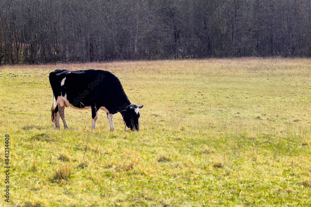 A cow grazes in a meadow on a farm. Spring. farming, Copy Space A cow grazes in a meadow on a farm. Spring. farming, Copy Space