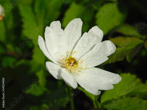 Snowdrop. Wildlife Flower. Spring, the first forest flowers.