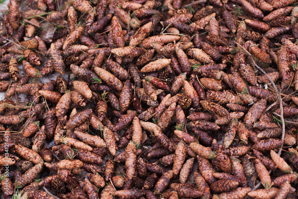 A pile of brown cones in the snow