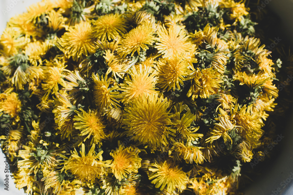 Fresh buds of a blossoming dandelion in a bowl. Raw materials of flowers Taraxacum for making jam and natural syrup. Top view. Fresh buds of a blossoming dandelion in a bowl. Raw materials of flowers Taraxacum for making jam and natural syrup. Top view.
