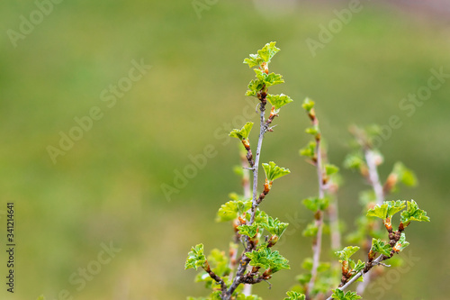 Close-up of a stalk blooming, gooseberry leaves.  Copy Space. Spring buds on stalk and bushes. Spring season sowing