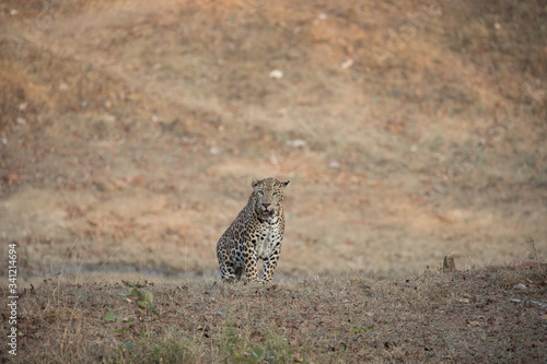 Entry Of Leopard 